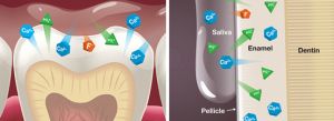 Activa Bioactive Single Refill A2